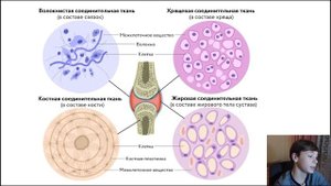 Биология 7 класс ткани животных