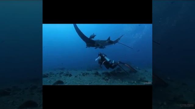 Гигантский скат. Global scat смотреть онлайн