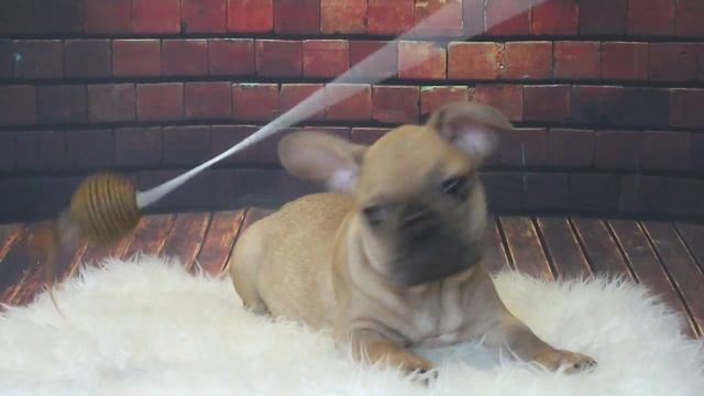 КБ АЛЬФА РОМЕО смотреть онлайн