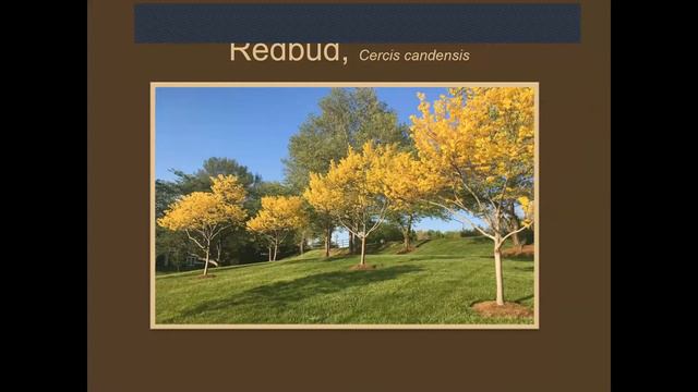 Virtual Plant Clinic - Fall Foliage смотреть онлайн