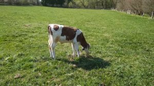 Телёнок наелся земли и...