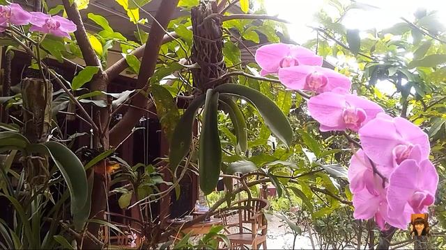 Phalaenopsis hybrid, orchid of Taiwan смотреть онлайн