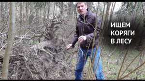 Ищем коряги в лесу