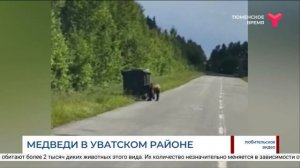 Медведи в Уватском районе