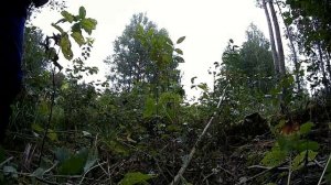 Как Участок  от Деревьев Расчистить - Жизнь в Деревне