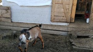 КОЗЕЛ УМЕР!ДА ЗДРАВСТВУЕТ КОЗЕЛ!