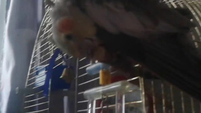 Что делать если сломался попугай??? смотреть онлайн