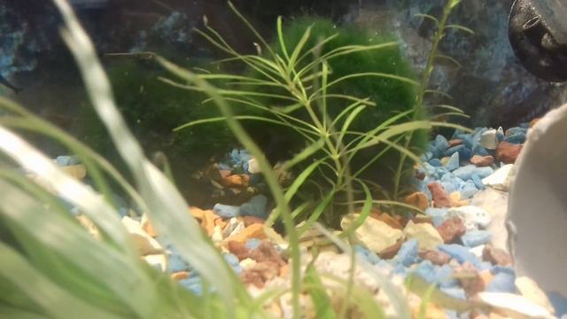 Обзор и советы по разведению креветки Blue Dreams смотреть онлайн