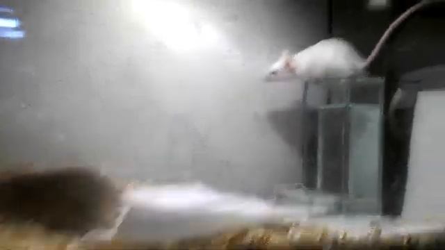 УХ ТЫ! Беременная мышка! Ч.2 // Мышка готовиться стать мамой. - Живой Уголок Насти. смотреть онлайн