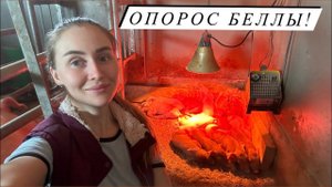 ОПОРОС, которого Я ТАК БОЯЛАСЬ. Сколько же поросят?