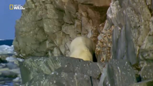 Дикие животные 24 часа. Аляска - рай гризли ( Nat Geo Wild ) смотреть онлайн