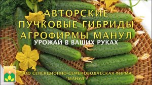 Авторские пучковые гибриды Агрофирмы Манул. Урожай в ваших руках!