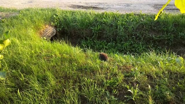 Ёжик носит сено к себе в нору. смотреть онлайн