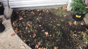 815. Посадка тиса ягодного Хикси поздней осенью.