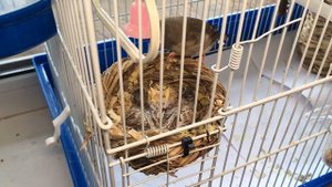 Амадины кормят свих птенцов.