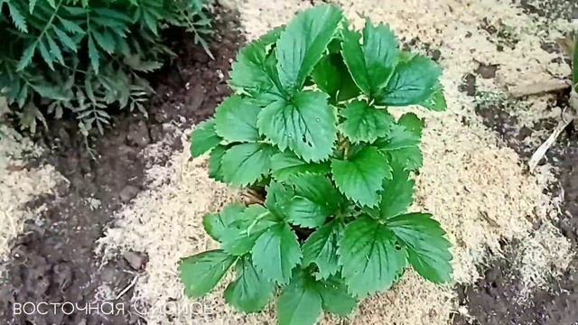 Готовим клубнику к зиме и хорошему урожаю в следующем сезоне.
