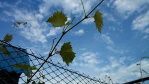 УХОД ЗА ВИНОГРАДОМ ЛЕТОМ !!! ОБРЕЗКА !!! Канал Домострой.ру