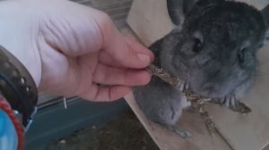 Шиншиллка, комочек радости.