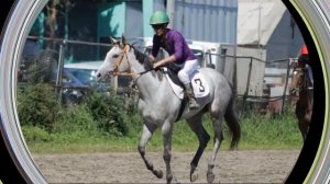 Скачки и бега ЛОШАДЕЙ / Благовещенск 2022