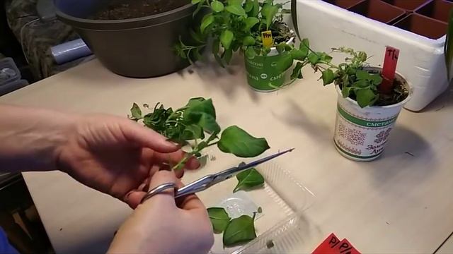 Тюменский огород. Дневник. Петуниевое настроение-январь