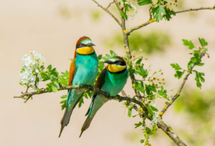 Релакс Музыка 🎵 Расслабляющая Музыка Со Звуками Природы (Birds Rio Bosque) 🌿 Музыка Для Сна ◾