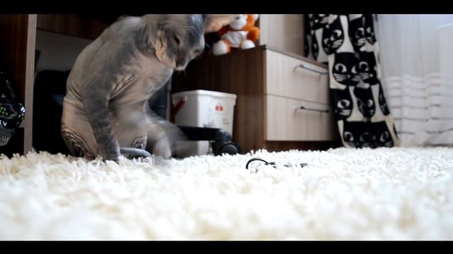 КАК МЕНЯЕТСЯ ЖИЗНЬ С КОТОМ? // Õℓɣά ℭᎯt смотреть онлайн