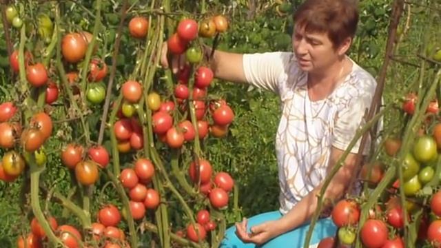 Д-б царский и пасынкование.MOV смотреть онлайн