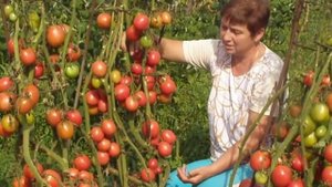 Д-б царский и пасынкование.MOV