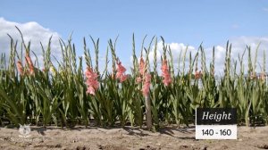 GLADIOLUS - FLEVO FUSION®