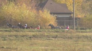 5 Раменский ипподром 09.10.2021 - Лошади рожд. 2019г. орловской рысистой породы