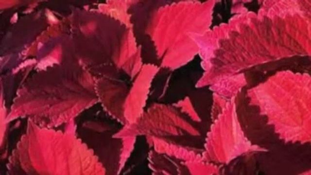 QR Coleus Redhead.m4v смотреть онлайн