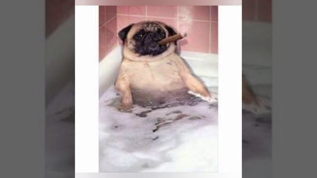 THE DOG DAYS ARE OVER NEW YEAR'S ANTHEM DJ SASS MIX смотреть онлайн