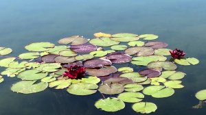 Дмитрий TV. Клип "Парк. Кувшинки в пруду". На Музыку Сергея Чекалина "Старинный пруд". Full HD.