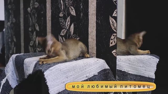 Абиссинские кошки (анонс) смотреть онлайн