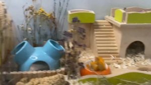 ПРАВИЛЬНОЕ содержание хомяков. Как подготовится к появлению в доме хомяка