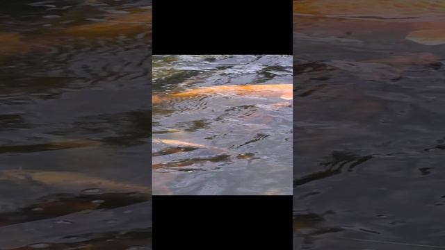 Сентябрь нс пруду с молька нет смотреть онлайн