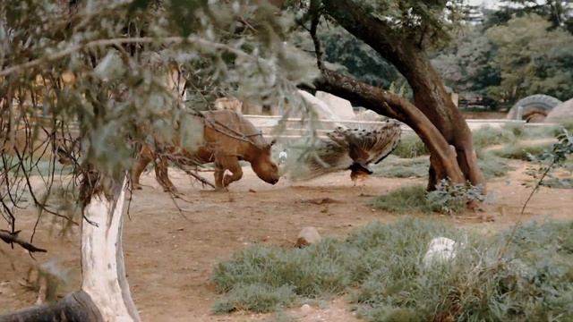 Trip to Johannesburg Zoo смотреть онлайн