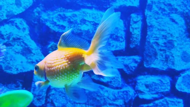 Fancy Goldfish I Red Cap Oranda I Calico Ryukin | Pearlscale/lichu | Calico Telescope Eye | 2020 смотреть онлайн