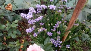 Обзор теплицы. Розы, статица, хризантемы