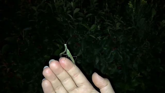 БОГОМОЛ В ЦЕНТРЕ ОМСКА смотреть онлайн