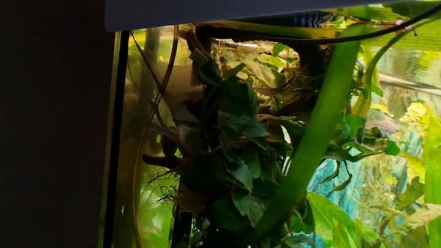 Альтум пучеглазие -2? смотреть онлайн