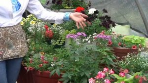 Home Gardener - Warm Weather Annuals