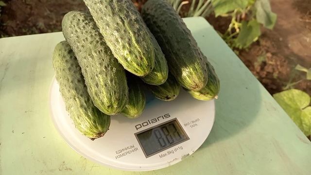 Огурцы в теплице: посадка и первый урожай