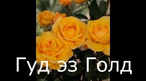 КРУПНОЦВЕТКОВЫЕ РОЗЫ--в питомнике Нью-Джерси