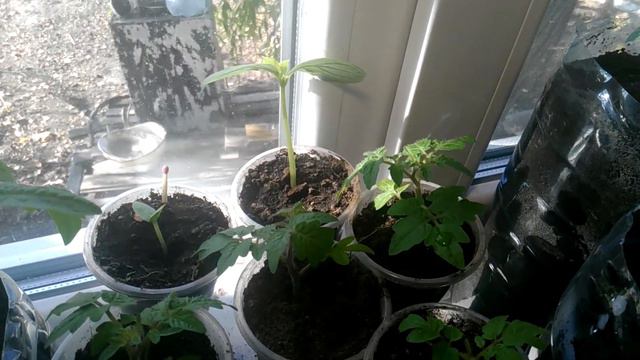 Томаты в октябре (ч4) смотреть онлайн