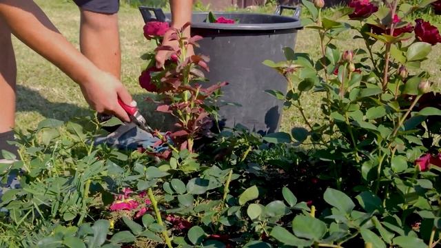 Обрезка роз после первого цветения. смотреть онлайн