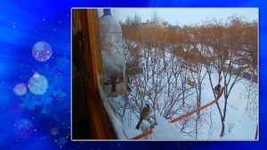 Метель под музыку Е. Дога " Зимний Вальс"