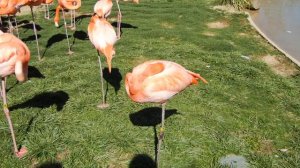 Nashville Zoo Sleeping Flamingos