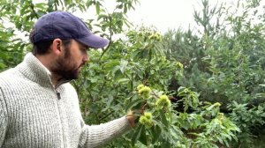 FOOD FOREST TOUR: UK family growing food forest as part of OFF GRID LIFE