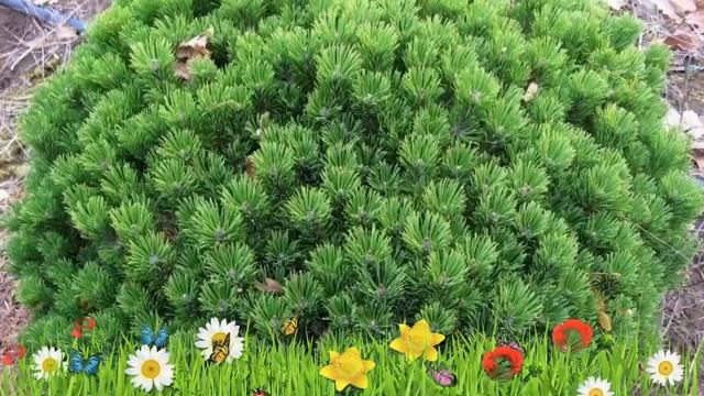 Сосна горная Шервуд Компакт ? Обзор: посадка и уход. саженцы сосны: описание и особенности смотреть онлайн